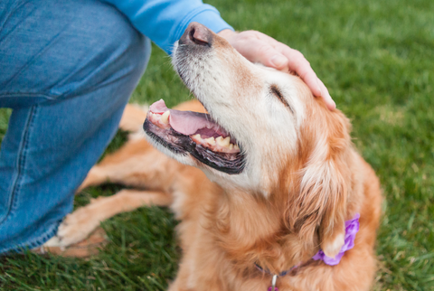 A senior dog getting pet by its owner