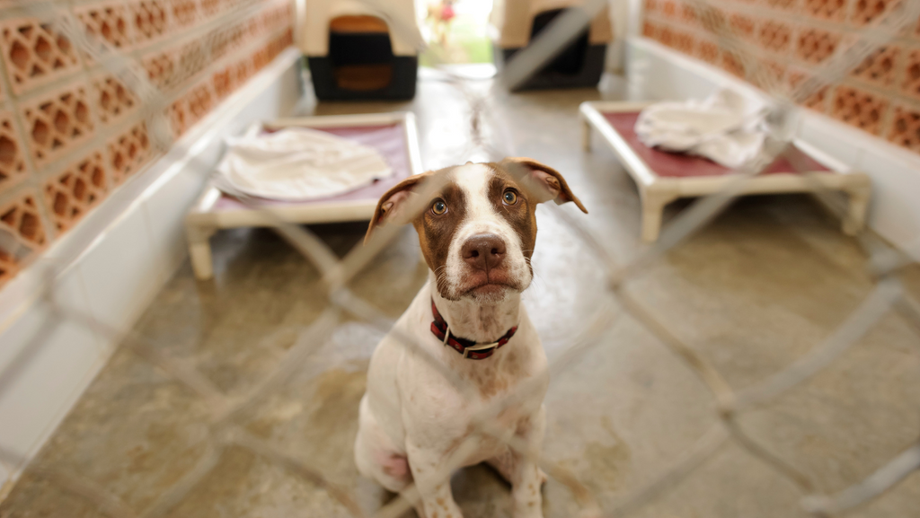 A shelter dog looking at the camera from behind a fence