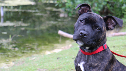 Staffordshire Bull Terrier sitting by water during a training session