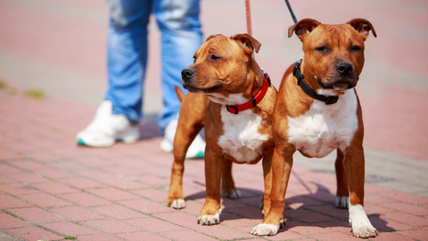 Two Staffies on leashes