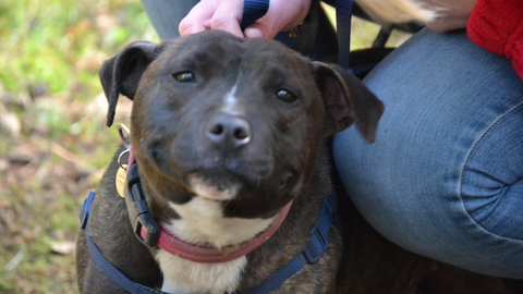 A happy Staffordshire Bull Terrier with its owner