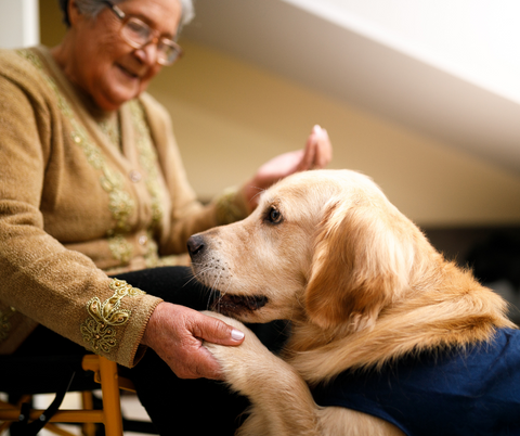 A therapy dog with an elderly woman