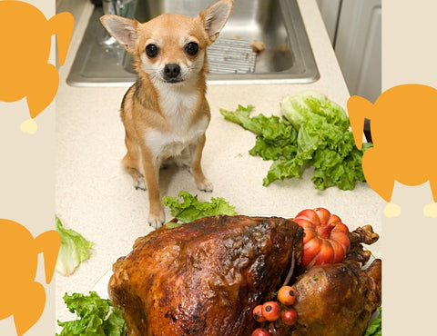 Chihuahua waiting for his turkey dog food dinner with a roasted turkey in the foreground