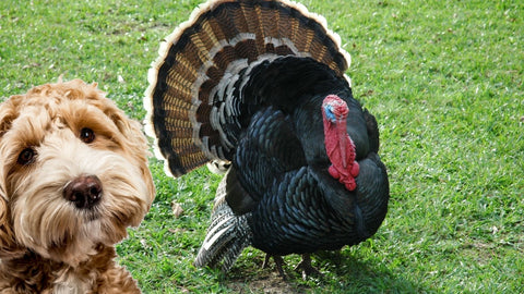 Furry brown dog on left and a live male turkey in the center with grass background