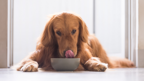 A dog eating raw food diet for dogs from its bowl