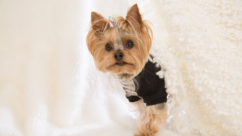 A yorkie looking from behind a curtain