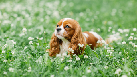 Cavalier King Charles Spaniel in a field of flowers