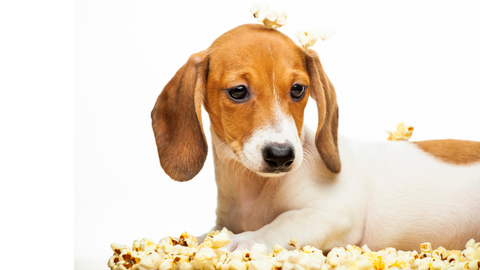 A small dog lying in popcorn