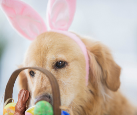 A dog eating Easter chocolate