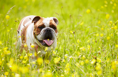 Bulldog in flower field waiting for a biscuit