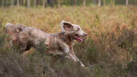 Weimaraner happily running through field