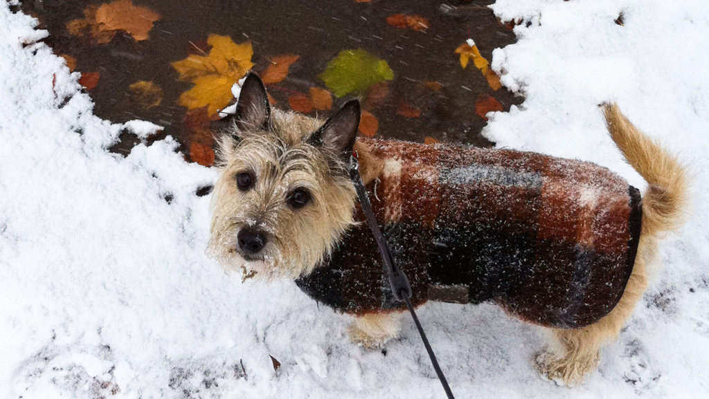 A dog with a sweater on ready for a winder walk