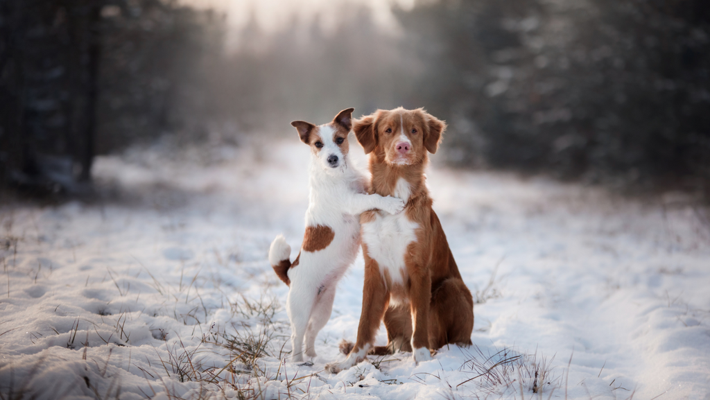 Two dogs happy during winter