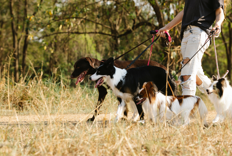 Working breeds on a walk with their owner