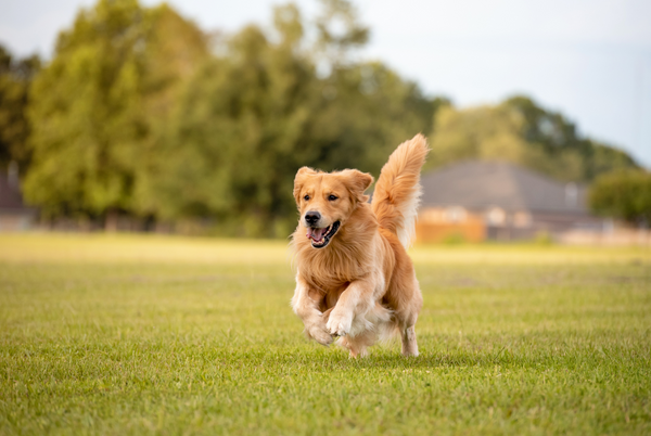 Golden Retriever running excitedly in a field