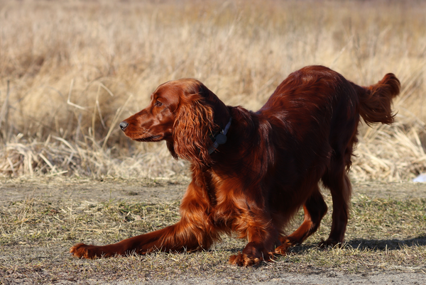Irish Setter in puppy posture ready to play