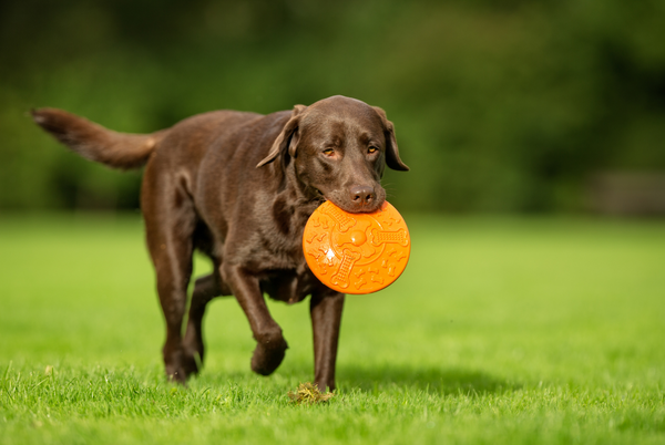 Chocolate Labrador Retriever with a Frisbee in her mouth