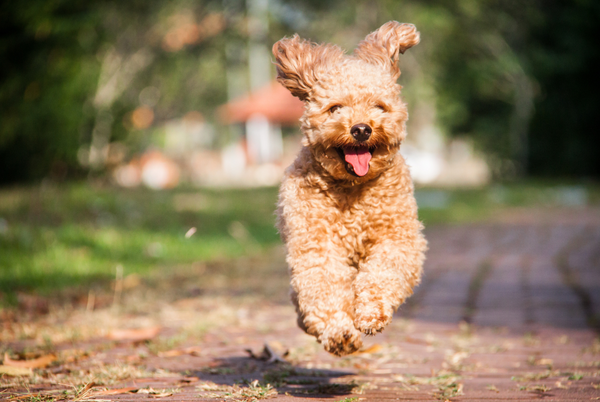 A Poodle mid-air jumping with its tongue out