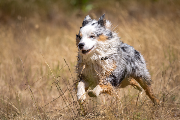 An Australian Shepherd in full run