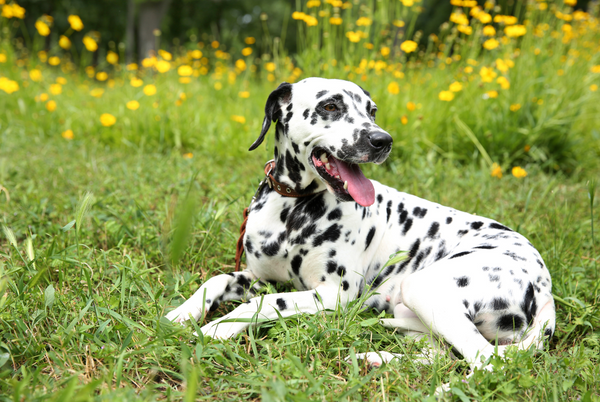 A Dalmation tired from playtime