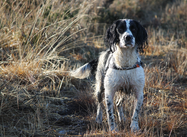 English Springer Spaniel wet from an adventure