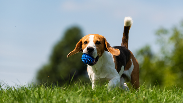 A Beagle carrying a ball