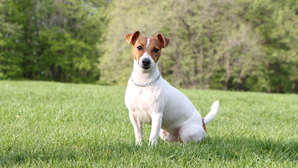 A Jack Russel Terrier waiting to play
