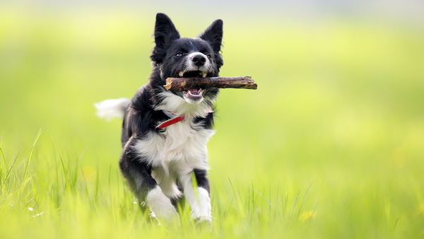 A Border Collie playing fetch in a field