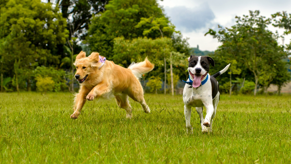 Two active dog breeds running and jumping