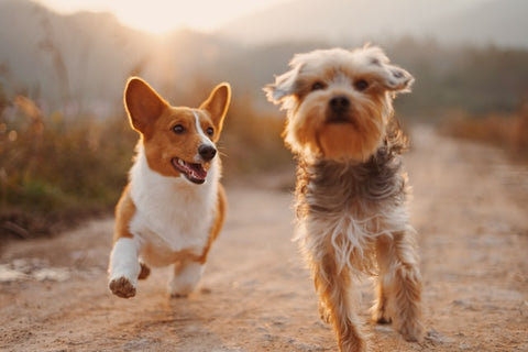 wellbeing-for-dogs-guide-corgi-and-friend