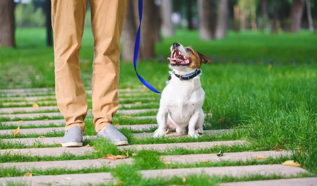 A person enjoying benefits of walking his dog, Jack Russell Terrier