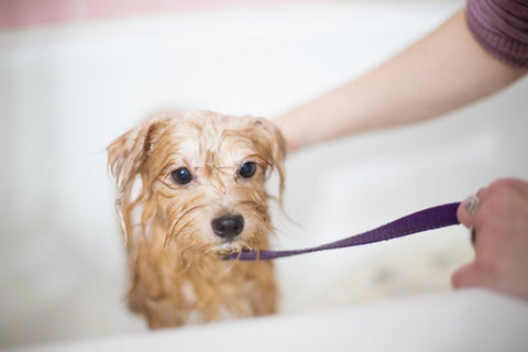 how to bathe your dog