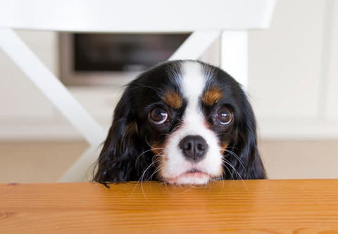 Border collie begging for homemade cookies