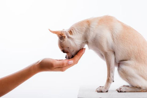 Chihuahua leaning toward owner’s hand that is holding a treat