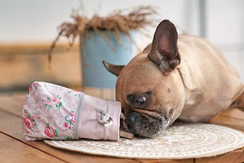 French Bulldog nuzzling bag of homemade treats