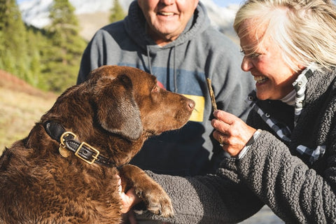 dog-training-and-obedience-chocolate-lab-with-older-couple
