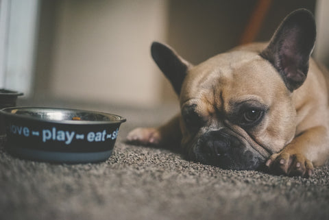 Alt: is one can of wet food enough for a dog Frenchie with bowl