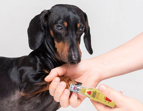 dachshund dog with nail grinder