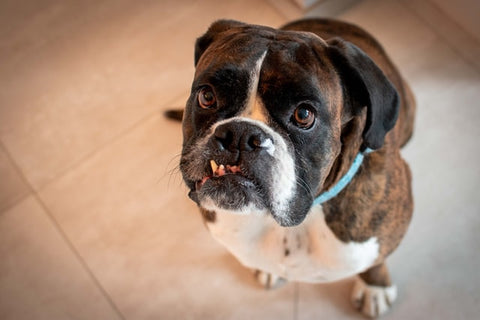 basics of dog dental care boxer with underbite