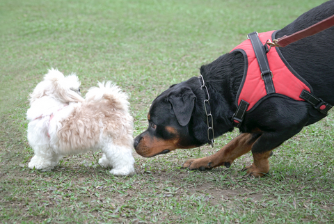 A dog sniffing a rear end of another small dog