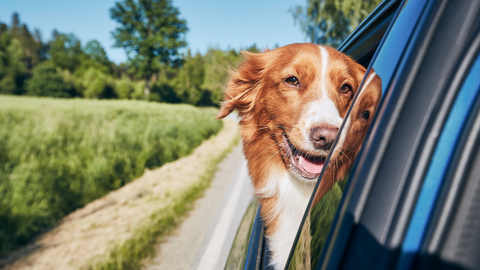 A dog enjoying their car trip