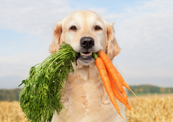 A dog holding carrots in their mouth standing in a field