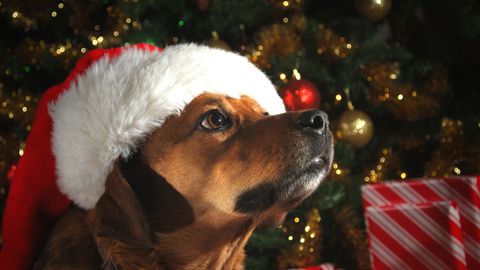 A dog thinking about gifts next to the Christmas tree