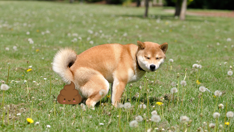 An Akita pooping in a field