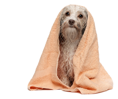 Dog wrapped in a damp towel
