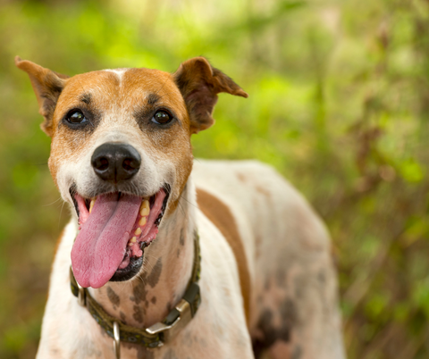 A dog panting from hyperthermia