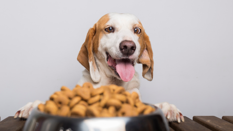 Dog looking down on their nutritionally safe kibble