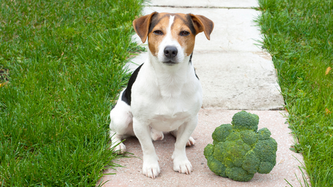 A Jack Russel Terrier sitting next to broccoli