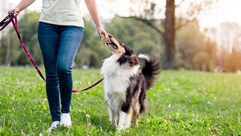 A dog going on a walk in a field with their new dog walker