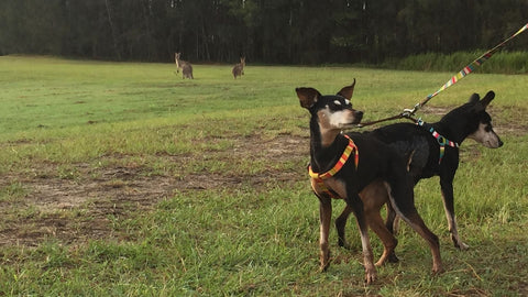 two miniature pinschers on leash in the foreground on the right with two kangaroos in the background in nature.